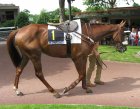 Arquivo : Auteuil-25mai2008-Monoalco (2).jpg
Tamanho : 178KB
Dimensões : 800x628
Data de Envio : 10 de Jun, 2008 Auteuil-25mai2008-Monoalco (2).jpg