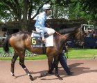 Auteuil-25mai2008-OeilDuMaitre.jpg