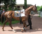 Auteuil-25mai2008-Yellowman (1).jpg