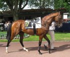 Auteuil-25mai2008-YoungPoli.jpg