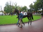 auteuil 5-6112005 boldfire.jpg