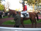 auteuil 5-6112005 lycaondevauzelle3.jpg