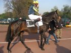 auteuil-2-6-nov-2006 Suite.jpg