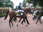 auteuil29052006 MidDancer3.jpg