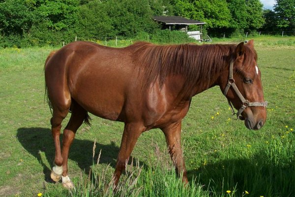 Cliquez pour voir l'image en taille relle