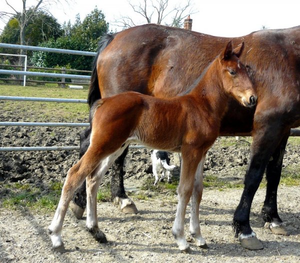 Klicken fr Bild in voller Gre