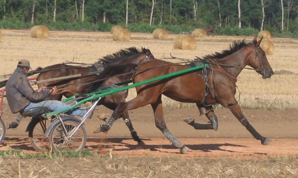 Cliquez pour voir l'image en taille relle