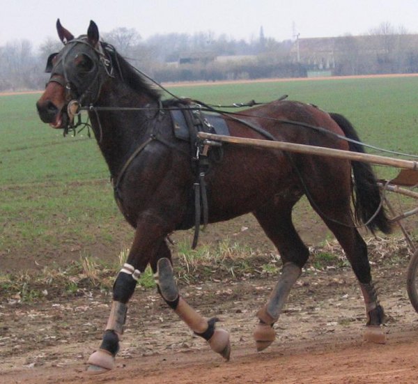 kliknte pro zobrazen pvodnho obrzku