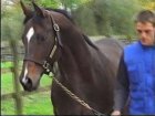 Liver Song - Haras des Chartreux 2008   1.jpg