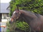 Liver Song - Haras des Chartreux 2008   13.jpg