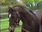 Liver Song - Haras des Chartreux 2008   2.jpg