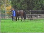 Liver Song - Haras des Chartreux 2008   23.jpg