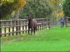 Liver Song - Haras des Chartreux 2008   24.jpg