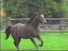 Liver Song - Haras des Chartreux 2008   25.jpg