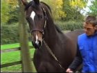 Liver Song - Haras des Chartreux 2008   3.jpg