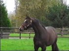 Liver Song - Haras des Chartreux 2008   38.jpg