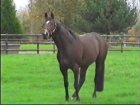 Liver Song - Haras des Chartreux 2008   41.jpg