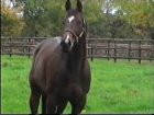 Liver Song - Haras des Chartreux 2008   48.jpg