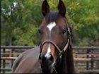 Liver Song - Haras des Chartreux 2008   49.jpg