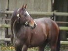 Liver Song - Haras des Chartreux 2008   56.jpg