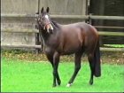 Liver Song - Haras des Chartreux 2008   58.jpg