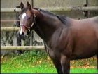 Liver Song - Haras des Chartreux 2008   62.jpg