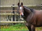 Liver Song - Haras des Chartreux 2008   65.jpg