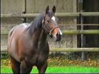 Liver Song - Haras des Chartreux 2008   70.jpg