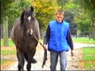 Liver Song - Haras des Chartreux 2008   71.jpg