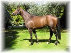 Liver Song Chartreux.jpg