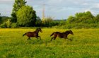 Yearlings males par Liver Song.jpg