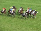 passage devant les tribunes des chevaux des participants du prix Cambaceres.JPG