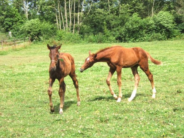 Klicken fr Bild in voller Gre