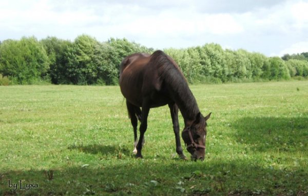 Klicken fr Bild in voller Gre