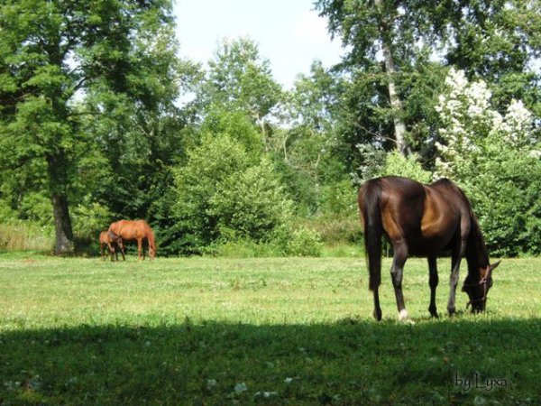 Klicken fr Bild in voller Gre