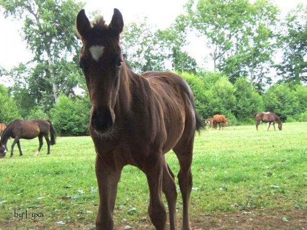 Klicken fr Bild in voller Gre