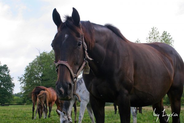 Klicken fr Bild in voller Gre