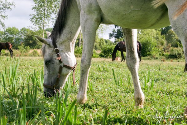 Klicken fr Bild in voller Gre