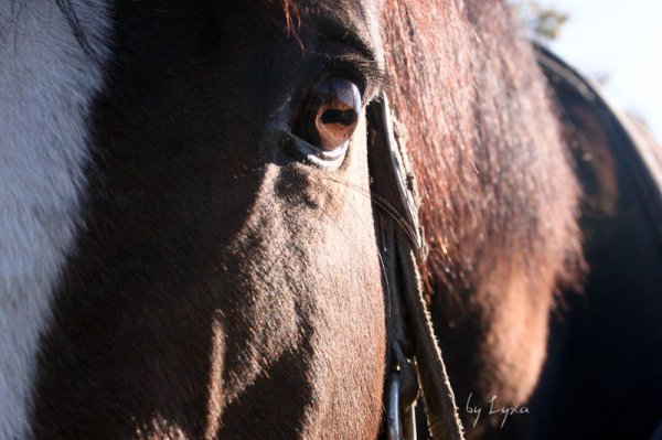 Klicken fr Bild in voller Gre