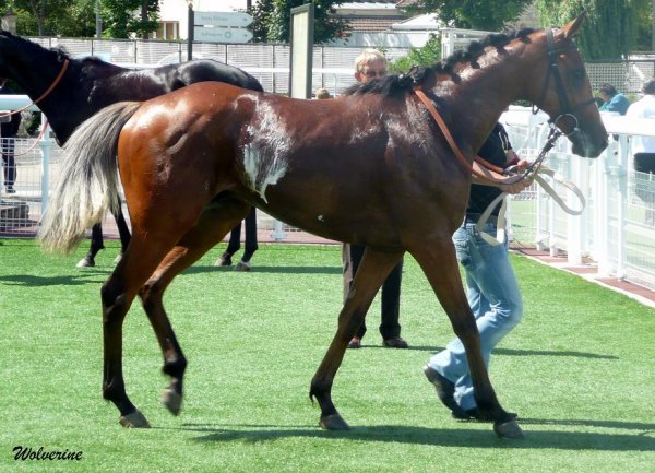 Cliquez pour voir l'image en taille relle