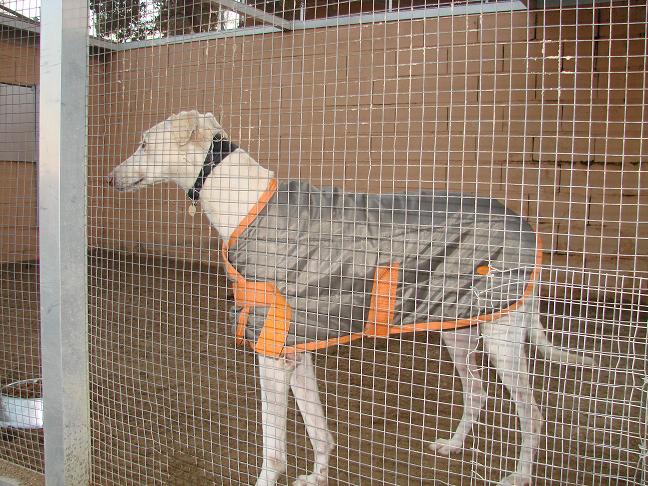 galgos 042.jpg