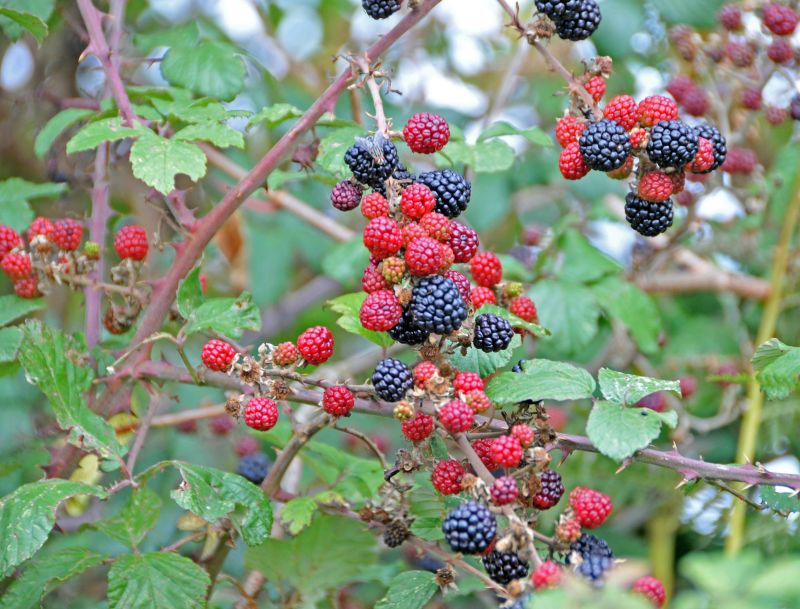 fruits rouges.jpg