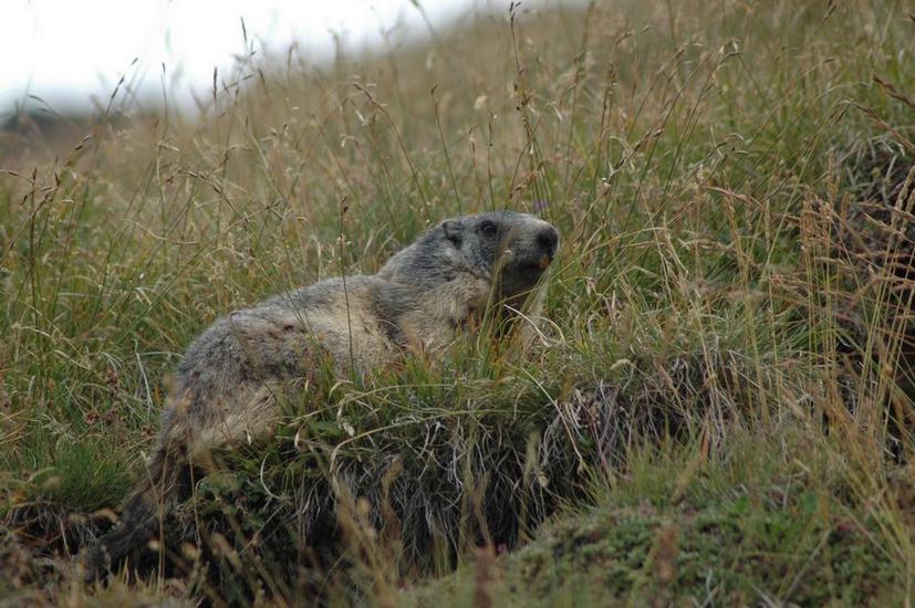 marmottes chamoix 25-08-2008 309.jpg