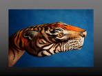 tigre.jpg