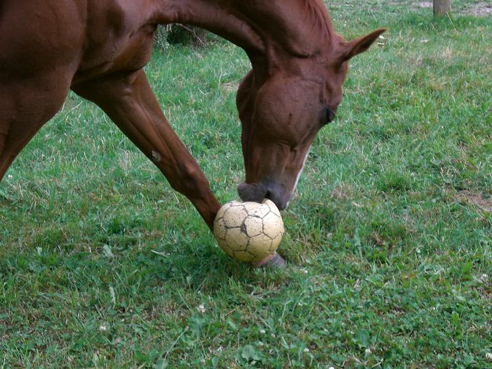 horse ball  Tranchepie.JPG