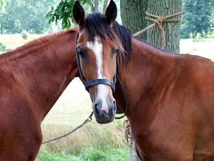 CHEVAUX A UNE TETE.jpg