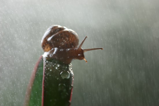 l'escargot et son amie ,la pluie.jpg