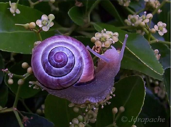 snails with a partially purple shell.jpg