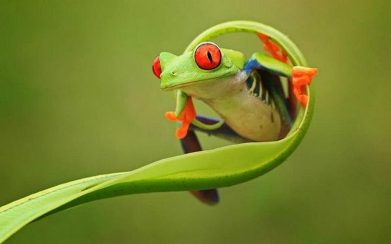 Red-eyed Tree Frog.jpg
