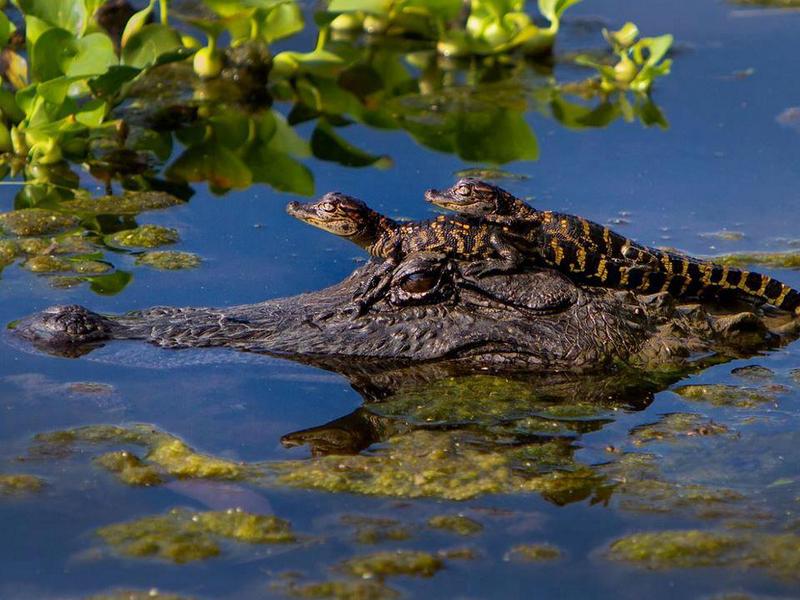 Alligators, Texas.jpg
